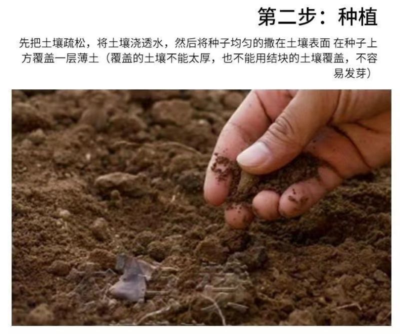 清乡味节节瓜高端水果黄瓜种子甜脆嫩绿黄瓜种子蔬菜种子