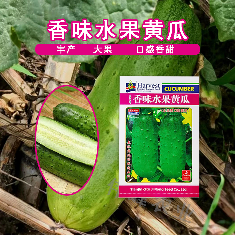 香味水果黄瓜种子绿皮青肉甜脆嫩绿黄瓜种子蔬菜种子