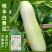 特色品种大白黄瓜种子水果黄瓜白皮黄瓜奶油白黄瓜种子
