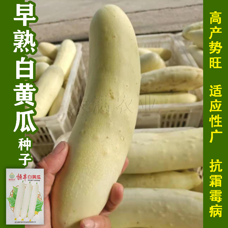特色品种大白黄瓜种子水果黄瓜白皮黄瓜奶油白黄瓜种子