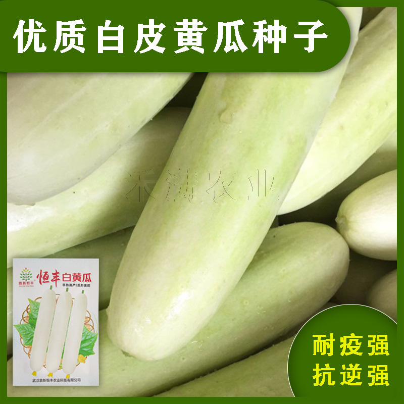 特色品种大白黄瓜种子水果黄瓜白皮黄瓜奶油白黄瓜种子