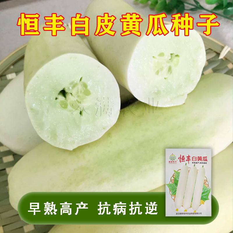 特色品种大白黄瓜种子水果黄瓜白皮黄瓜奶油白黄瓜种子
