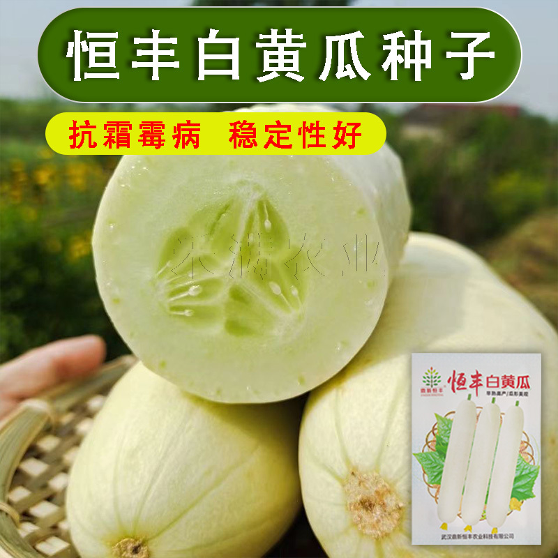 特色品种大白黄瓜种子水果黄瓜白皮黄瓜奶油白黄瓜种子