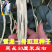 批发三尺白玉豆角种子豇豆种子高产肉厚肉嫩甜豆角长豆角种子