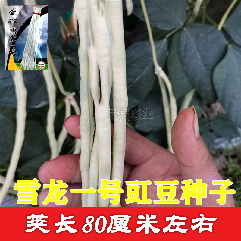 批发三尺白玉豆角种子豇豆种子高产肉厚肉嫩甜豆角长豆角种子