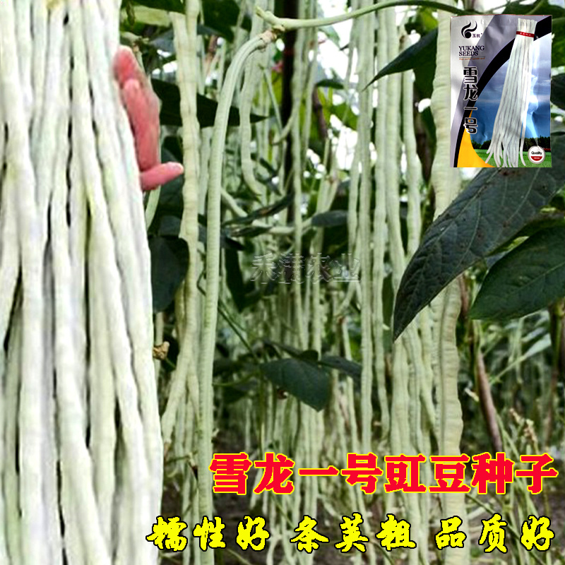 批发三尺白玉豆角种子豇豆种子高产肉厚肉嫩甜豆角长豆角种子