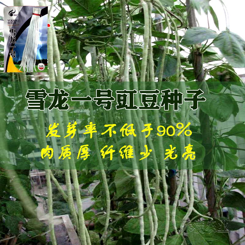 批发三尺白玉豆角种子豇豆种子高产肉厚肉嫩甜豆角长豆角种子
