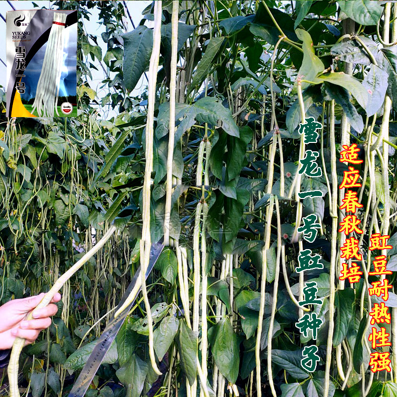 批发三尺白玉豆角种子豇豆种子高产肉厚肉嫩甜豆角长豆角种子