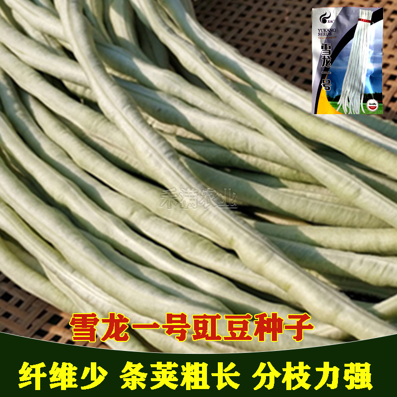 批发三尺白玉豆角种子豇豆种子高产肉厚肉嫩甜豆角长豆角种子