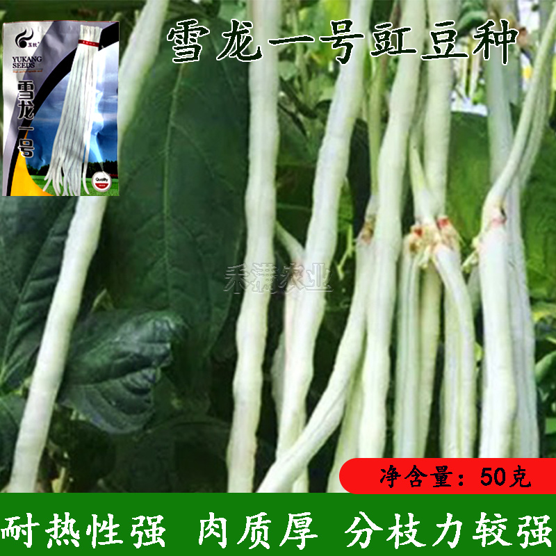 批发三尺白玉豆角种子豇豆种子高产肉厚肉嫩甜豆角长豆角种子