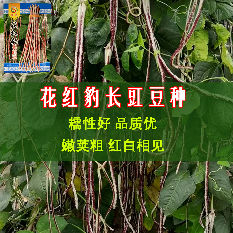 花纹花豹长豇豆豆角种子早中熟新品龙纹花豹种籽春秋豆