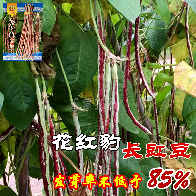 花纹花豹长豇豆豆角种子早中熟新品龙纹花豹种籽春秋豆