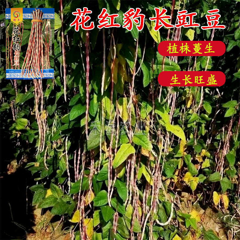 花纹花豹长豇豆豆角种子早中熟新品龙纹花豹种籽春秋豆