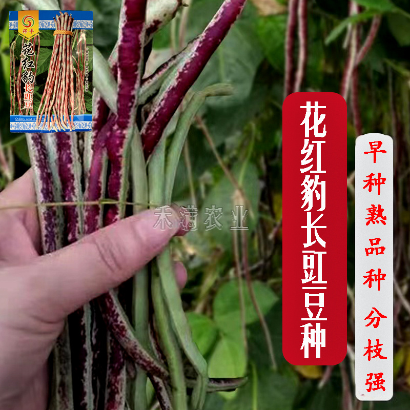 花纹花豹长豇豆豆角种子早中熟新品龙纹花豹种籽春秋豆