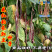 花纹花豹长豇豆豆角种子早中熟新品龙纹花豹种籽春秋豆