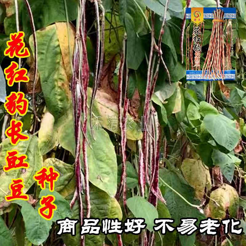 花纹花豹长豇豆豆角种子早中熟新品龙纹花豹种籽春秋豆