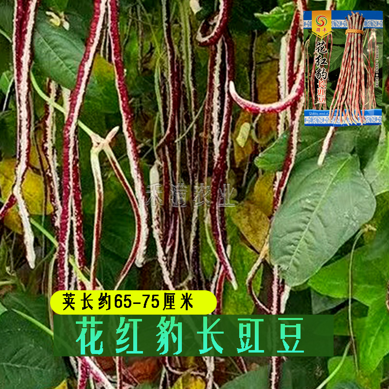 花纹花豹长豇豆豆角种子早中熟新品龙纹花豹种籽春秋豆