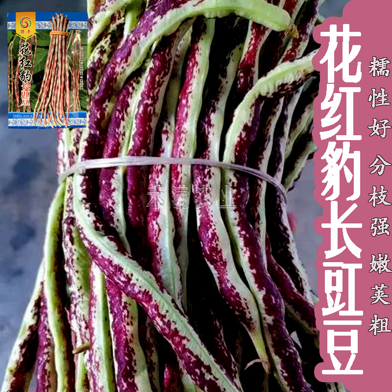 花纹花豹长豇豆豆角种子早中熟新品龙纹花豹种籽春秋豆