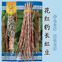 花纹花豹长豇豆豆角种子早中熟新品龙纹花豹种籽春秋豆