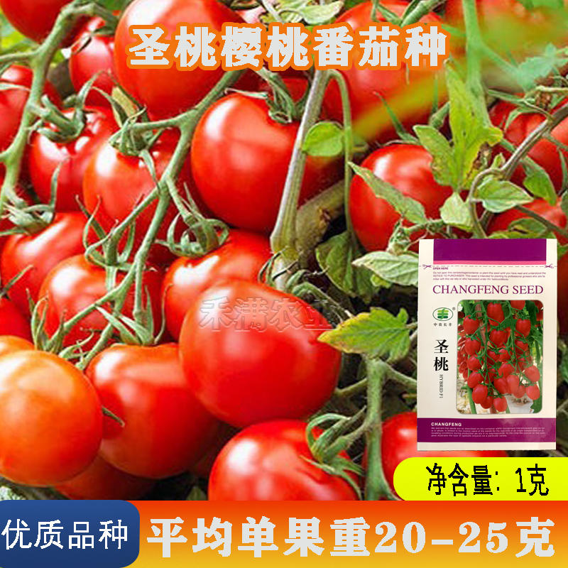 正宗基地品小番茄种樱桃番茄种籽小西红柿种子抗病强番茄种子