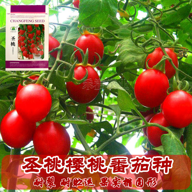 正宗基地品小番茄种樱桃番茄种籽小西红柿种子抗病强番茄种子