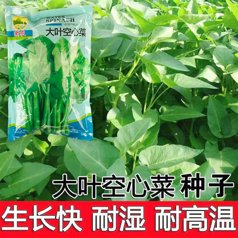 四季空心菜籽种子批发青梗大叶空心菜多次采收高产空心菜种子