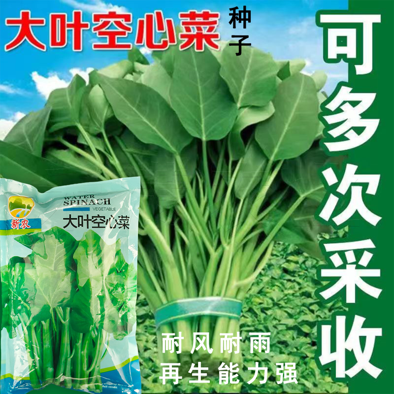 四季空心菜籽种子批发青梗大叶空心菜多次采收高产空心菜种子