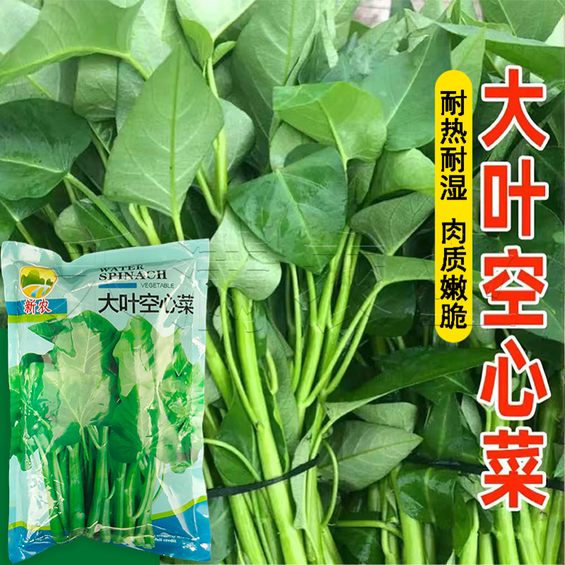 四季空心菜籽种子批发青梗大叶空心菜多次采收高产空心菜种子