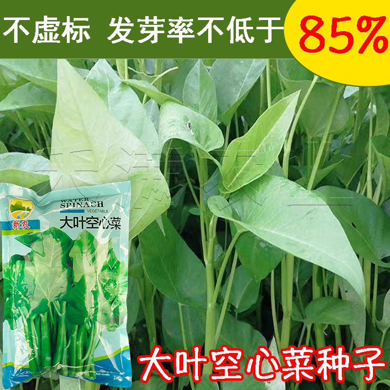 四季空心菜籽种子批发青梗大叶空心菜多次采收高产空心菜种子