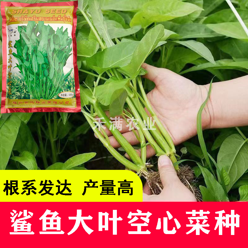 三叉空心菜种子鲨鱼大叶空心菜种籽批发多次采收空心菜种子