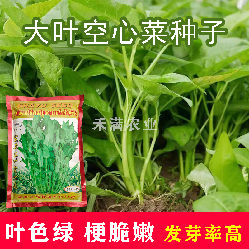 三叉空心菜种子鲨鱼大叶空心菜种籽批发多次采收空心菜种子
