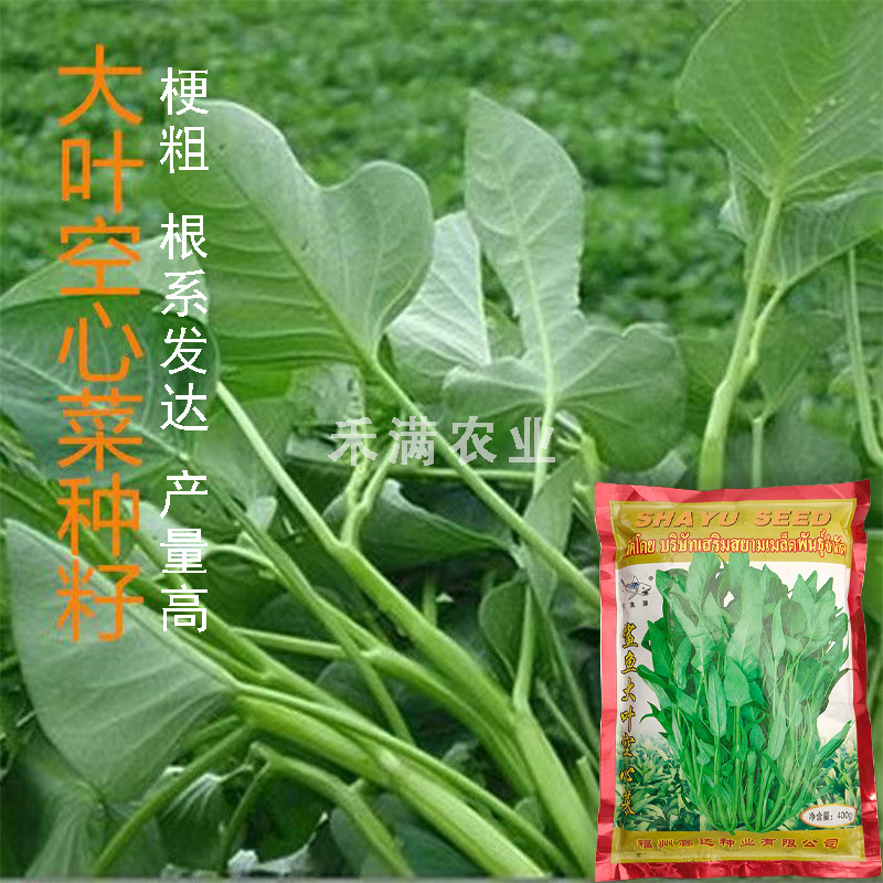 三叉空心菜种子鲨鱼大叶空心菜种籽批发多次采收空心菜种子