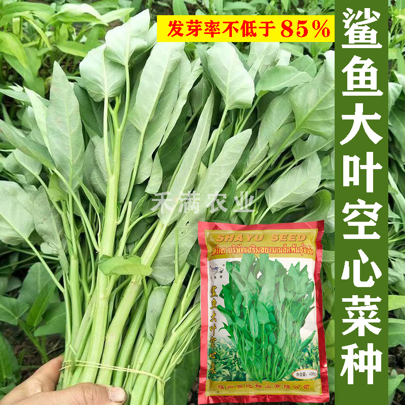 三叉空心菜种子鲨鱼大叶空心菜种籽批发多次采收空心菜种子