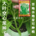 三叉空心菜种子鲨鱼大叶空心菜种籽批发多次采收空心菜种子
