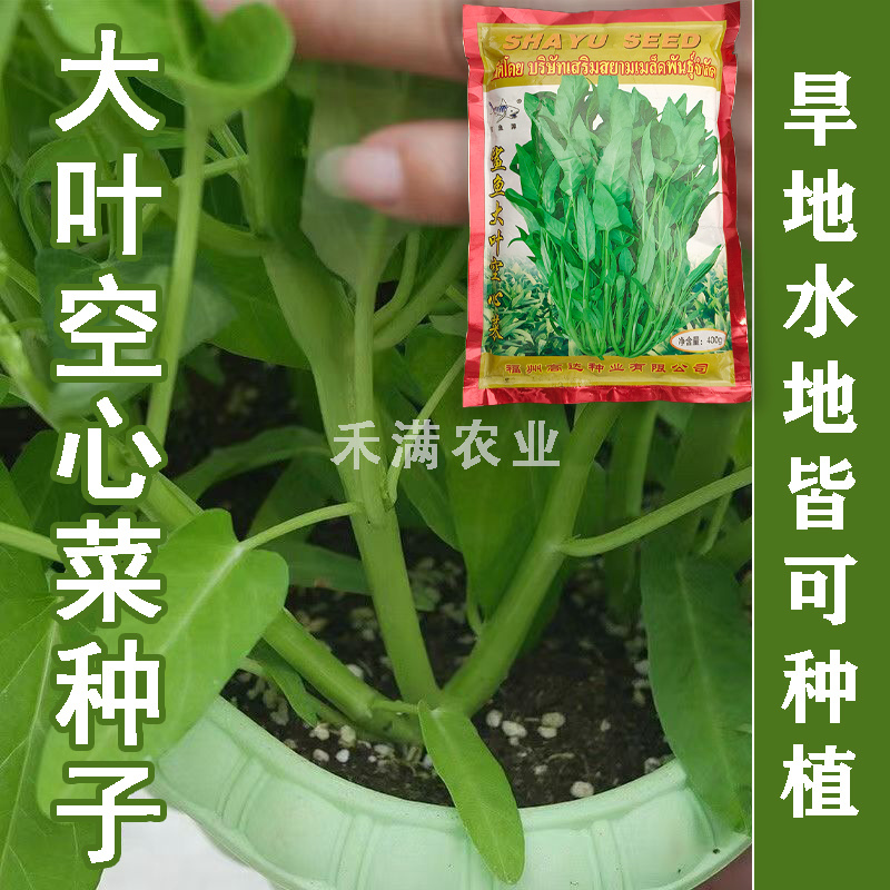 三叉空心菜种子鲨鱼大叶空心菜种籽批发多次采收空心菜种子