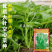 三叉空心菜种子鲨鱼大叶空心菜种籽批发多次采收空心菜种子