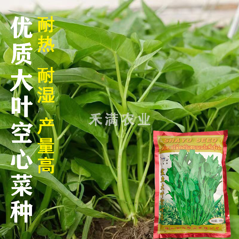 三叉空心菜种子鲨鱼大叶空心菜种籽批发多次采收空心菜种子
