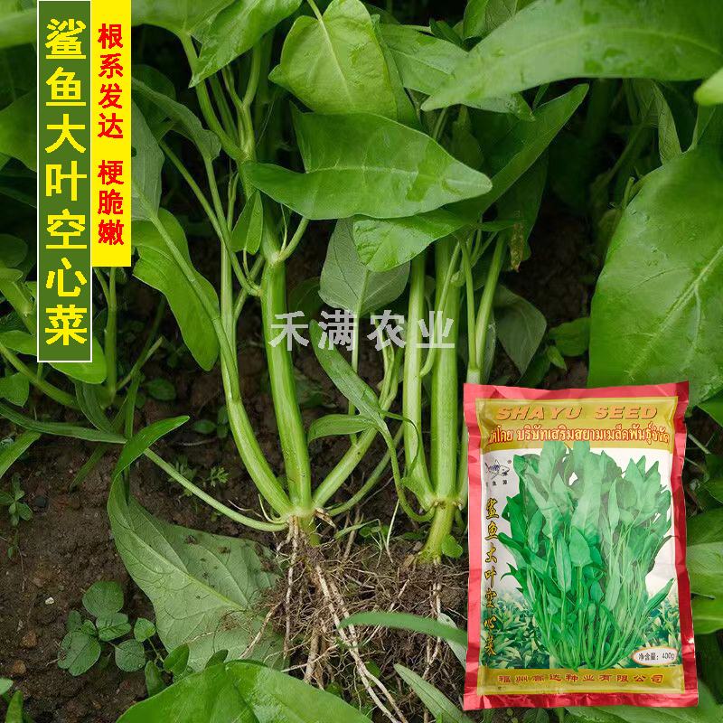 三叉空心菜种子鲨鱼大叶空心菜种籽批发多次采收空心菜种子