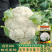 白玉108松花菜种子青梗种籽越冬耐寒菜花种子