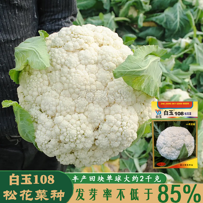 白玉108松花菜种子青梗种籽越冬耐寒菜花种子