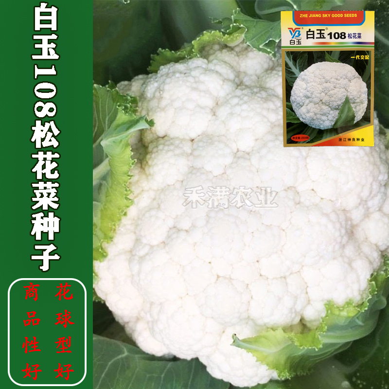白玉108松花菜种子青梗种籽越冬耐寒菜花种子
