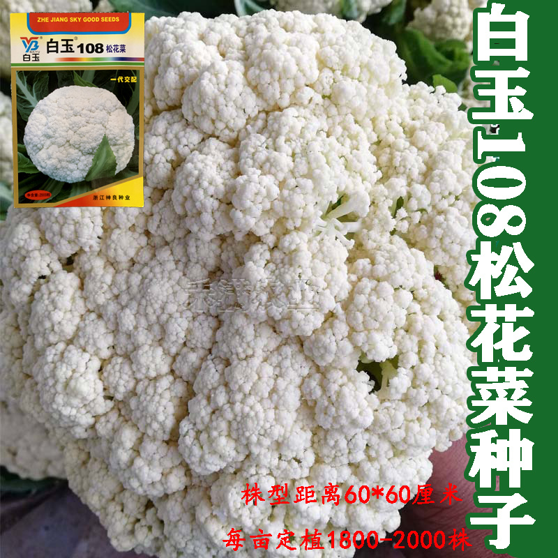 白玉108松花菜种子青梗种籽越冬耐寒菜花种子