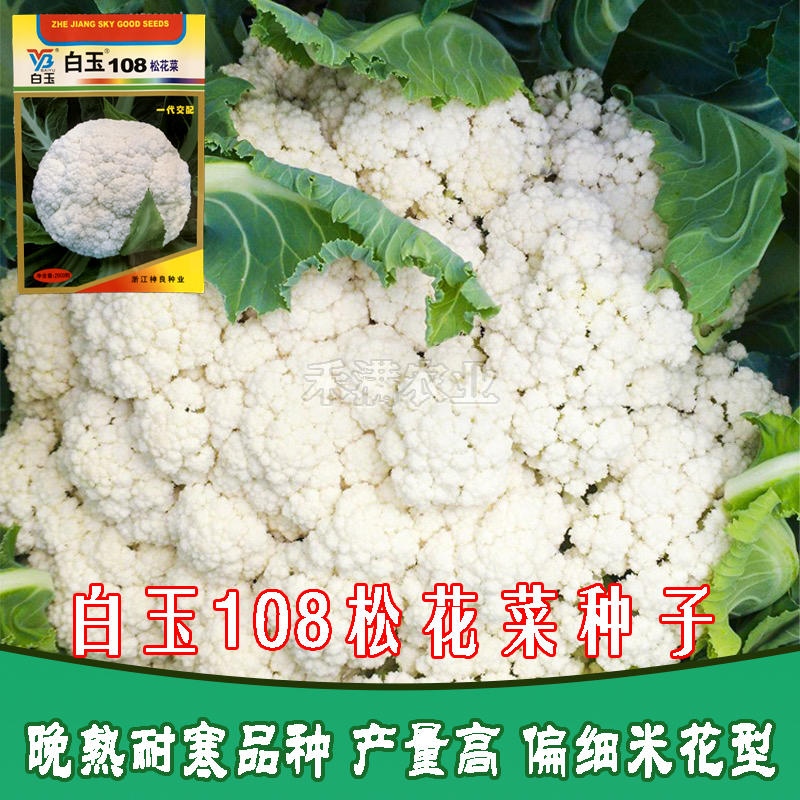 白玉108松花菜种子青梗种籽越冬耐寒菜花种子