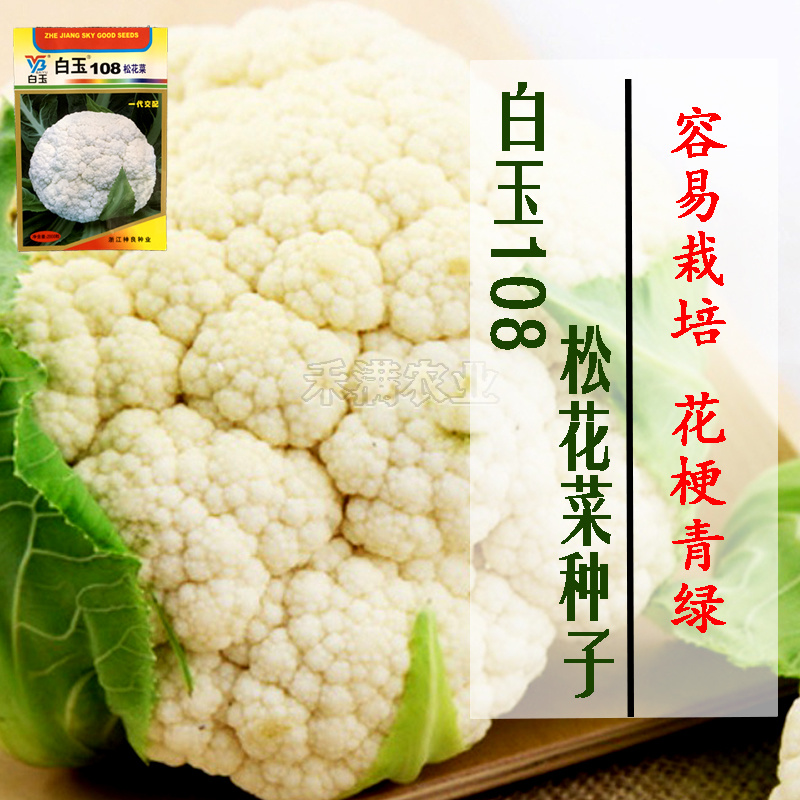 白玉108松花菜种子青梗种籽越冬耐寒菜花种子