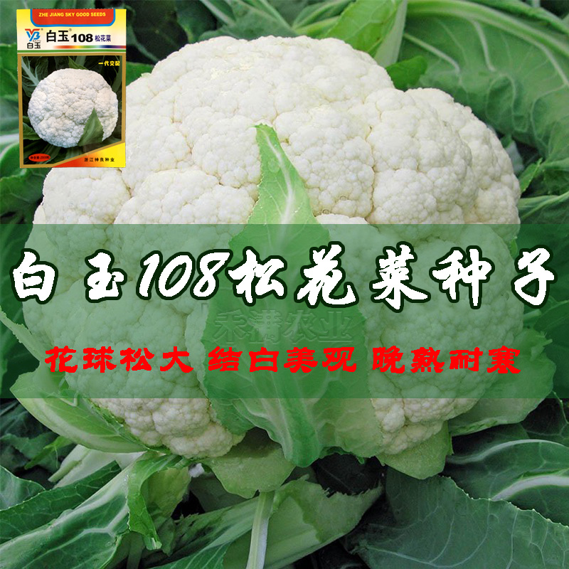 白玉108松花菜种子青梗种籽越冬耐寒菜花种子