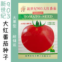 正宗基地品903大红番茄种籽耐热大红果西红柿种子抗病性强