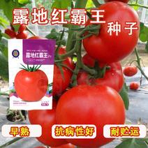 正宗基地品露地红霸王大红番茄种籽耐热大红果西红柿种子