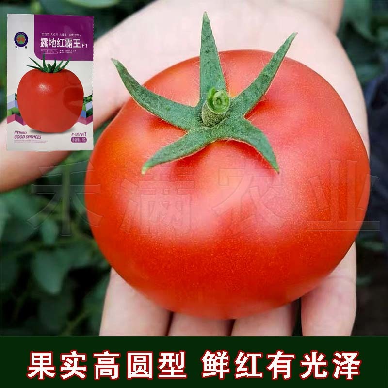 正宗基地品露地红霸王大红番茄种籽耐热大红果西红柿种子