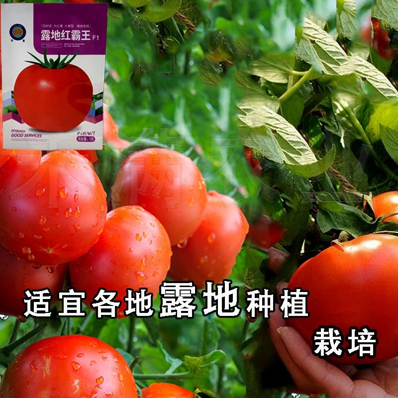 正宗基地品露地红霸王大红番茄种籽耐热大红果西红柿种子