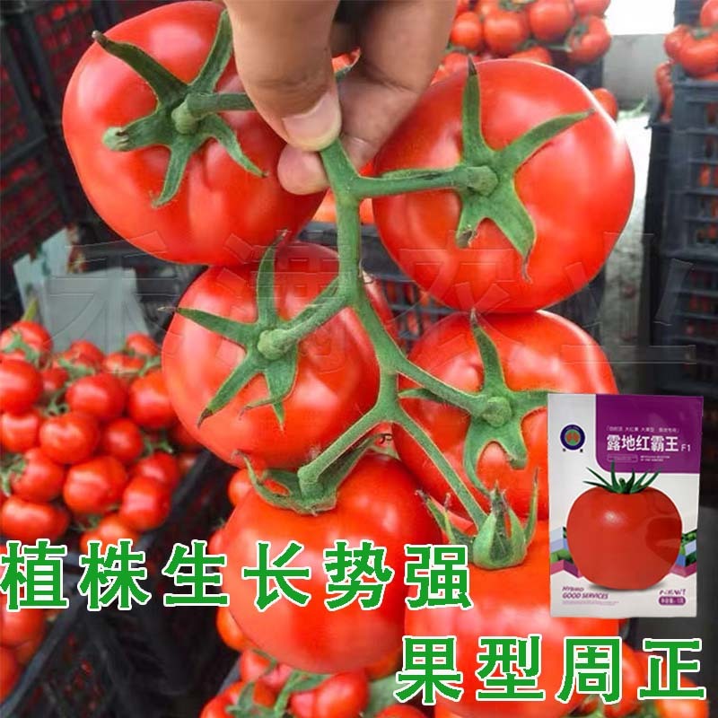 正宗基地品露地红霸王大红番茄种籽耐热大红果西红柿种子